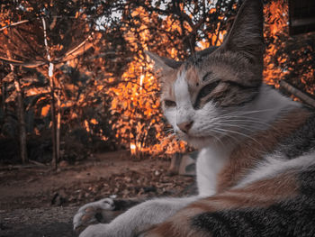 Close-up of a cat lying on land