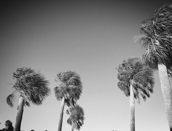 Low angle view of trees against clear sky