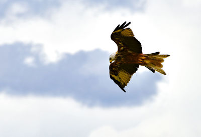 Low angle view of eagle flying in sky