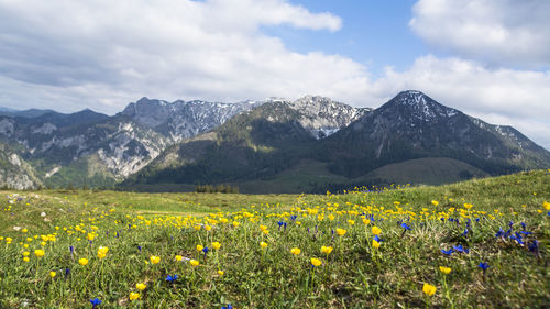 Scenic view of flowering plants on field against cloudy sky