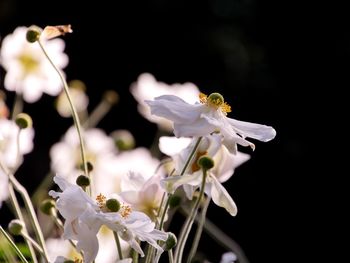 Close-up of insect on white flowering plant