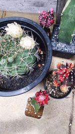 High angle view of flowers in bowl on table