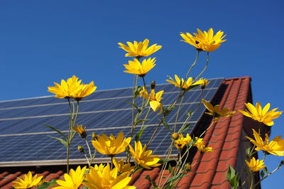 Close-up of yellow flowering plant against clear blue sky