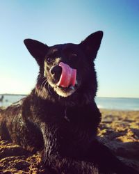 Close-up of a dog on the beach
