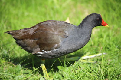 Close-up of duck on field