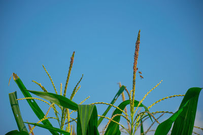 Close-up of stalks against clear blue sky