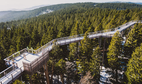 Panoramic view of bridge in forest
