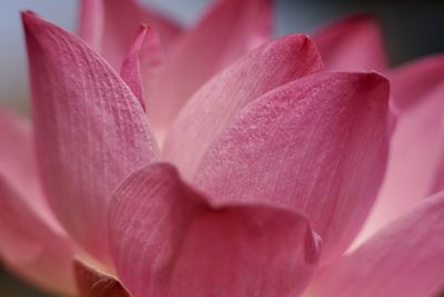 Close-up of pink rose flower