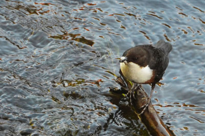 High angle view of bird perching on lake