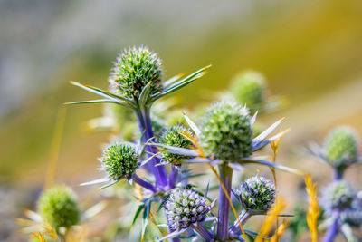 Close-up of flower buds growing outdoors