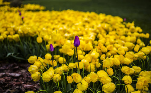 Close-up of yellow flowers blooming in field