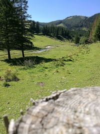 Trees on field