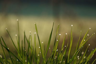 Close-up of wet grass on field during rainy season