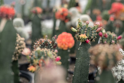 Close-up of flowering plant