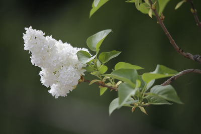 Close-up of white flowering plant