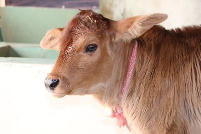 Close-up of a calf