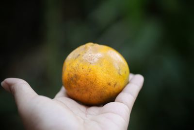 Close-up of hand holding apple