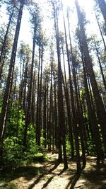 Low angle view of bamboo trees in forest