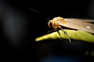 Asota caricae showing lateral view on leaf