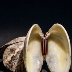 Close-up of shell on table against black background