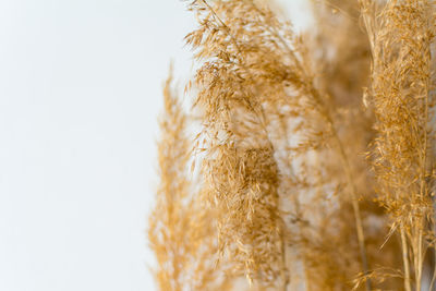 Close-up of wheat field against clear sky