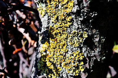 Close-up of lichen growing on tree trunk