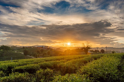 Beautiful sunsets at chui fong tea plantation chiang rai thailand.