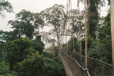 Trees growing in forest against sky