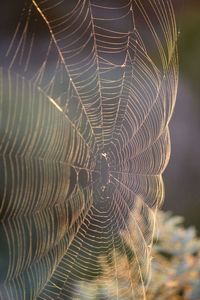 Macro shot of spider web