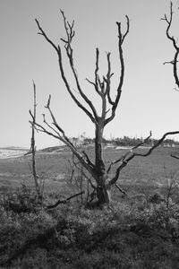 Bare tree on field against sky