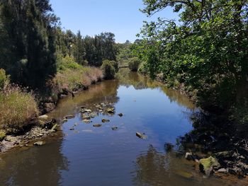 Scenic view of lake in forest against sky