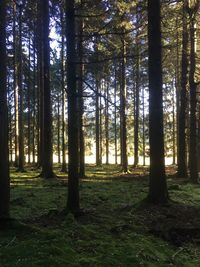 Trees in forest