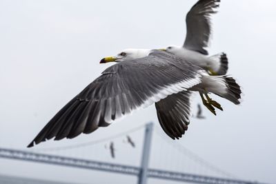 Low angle view of seagull flying