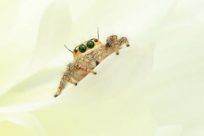 Close-up of insect on white surface