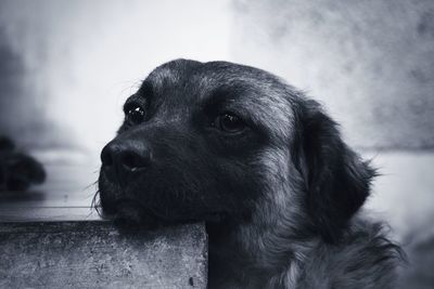 Close-up of a dog looking away