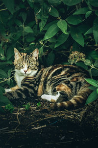 Close-up of cat lying on field