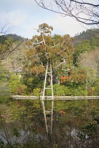 Plants by lake against sky