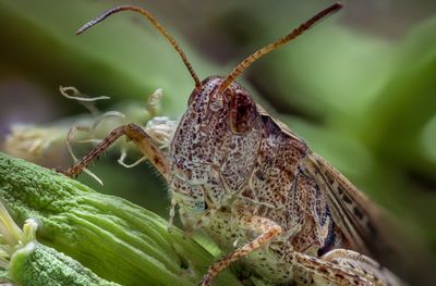 Close-up of butterfly on plant