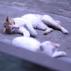 Close-up of cat sleeping