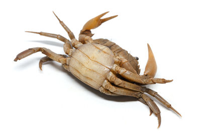 Close-up of insect on white background