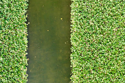 Full frame shot of fresh green plants