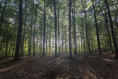 Trees growing in forest