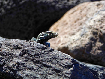 Close-up of lizard on rock