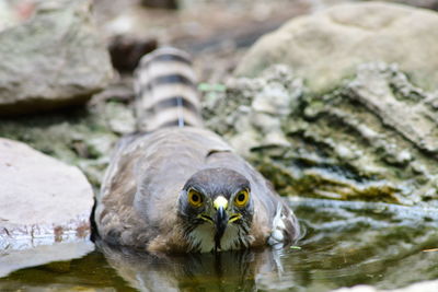 Close-up of bird