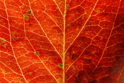 plant part