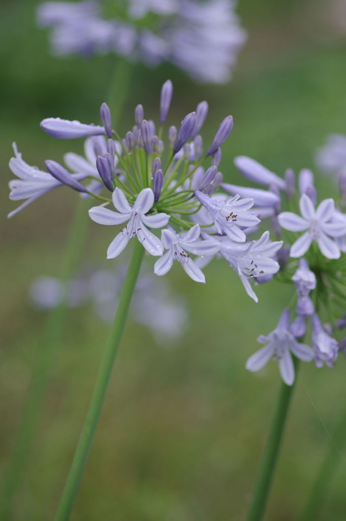 flower, fragility, freshness, focus on foreground, purple, growth, petal, beauty in nature, close-up, blooming, flower head, nature, plant, stem, blue, selective focus, in bloom, day, outdoors, park - man made space