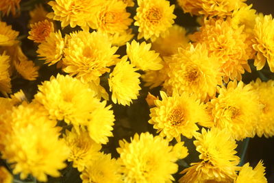Chrysanthemum is a symbol of elegance and purity