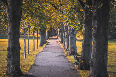 Footpath amidst trees in park during autumn