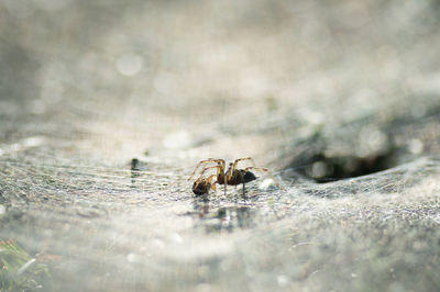 Close-up of spider