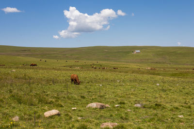 grassland